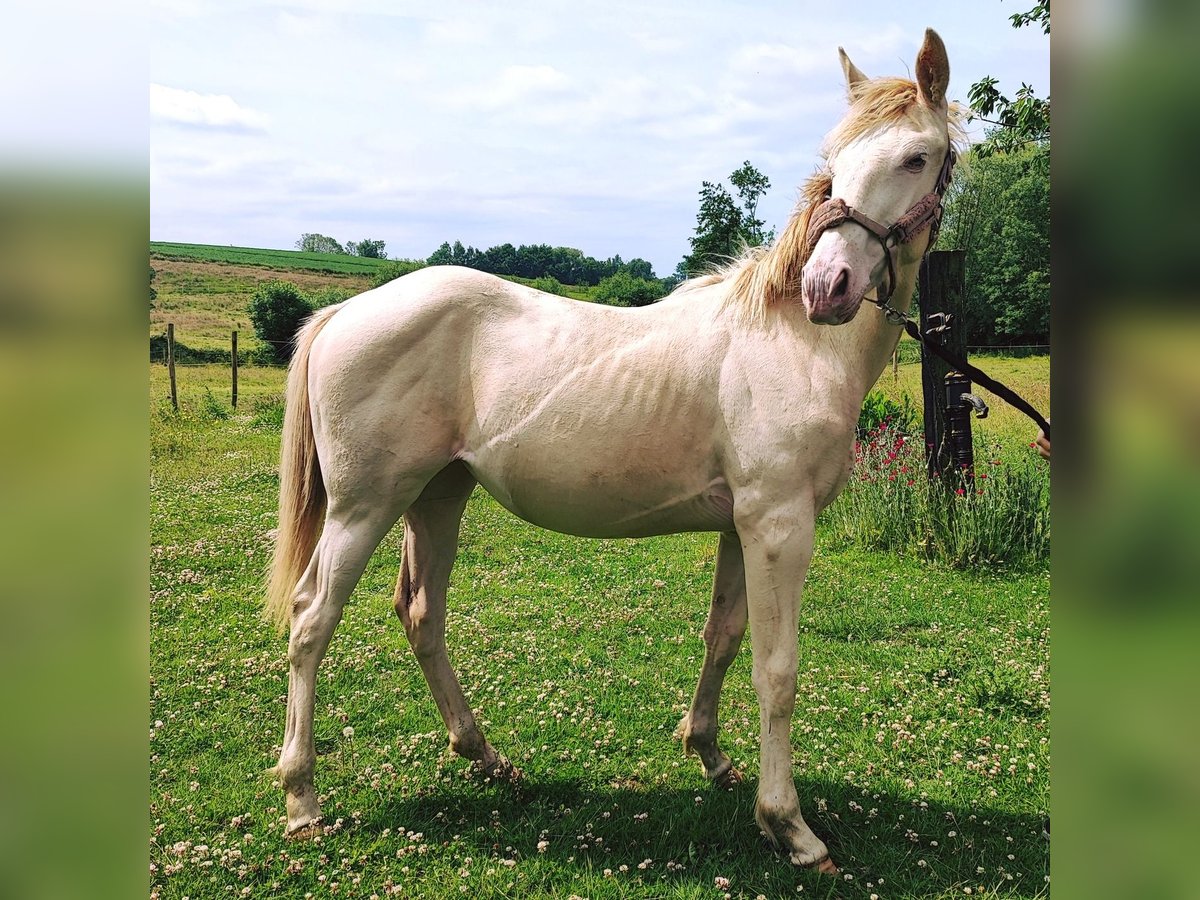 Belgian Sport Horse Mare 1 year 15,2 hh Champagne in Bruxelles