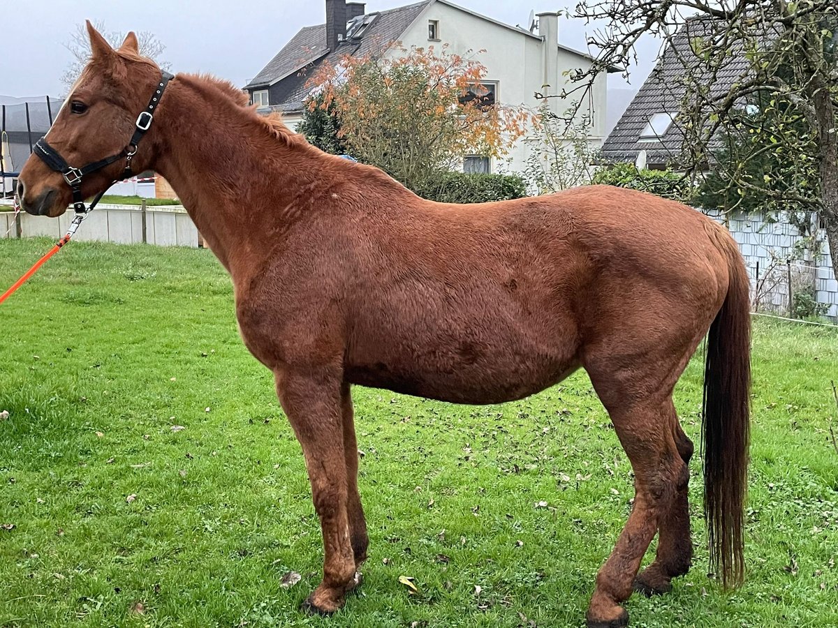 Belgian Sport Horse Mare 21 years 16,1 hh Chestnut-Red in Weinbach