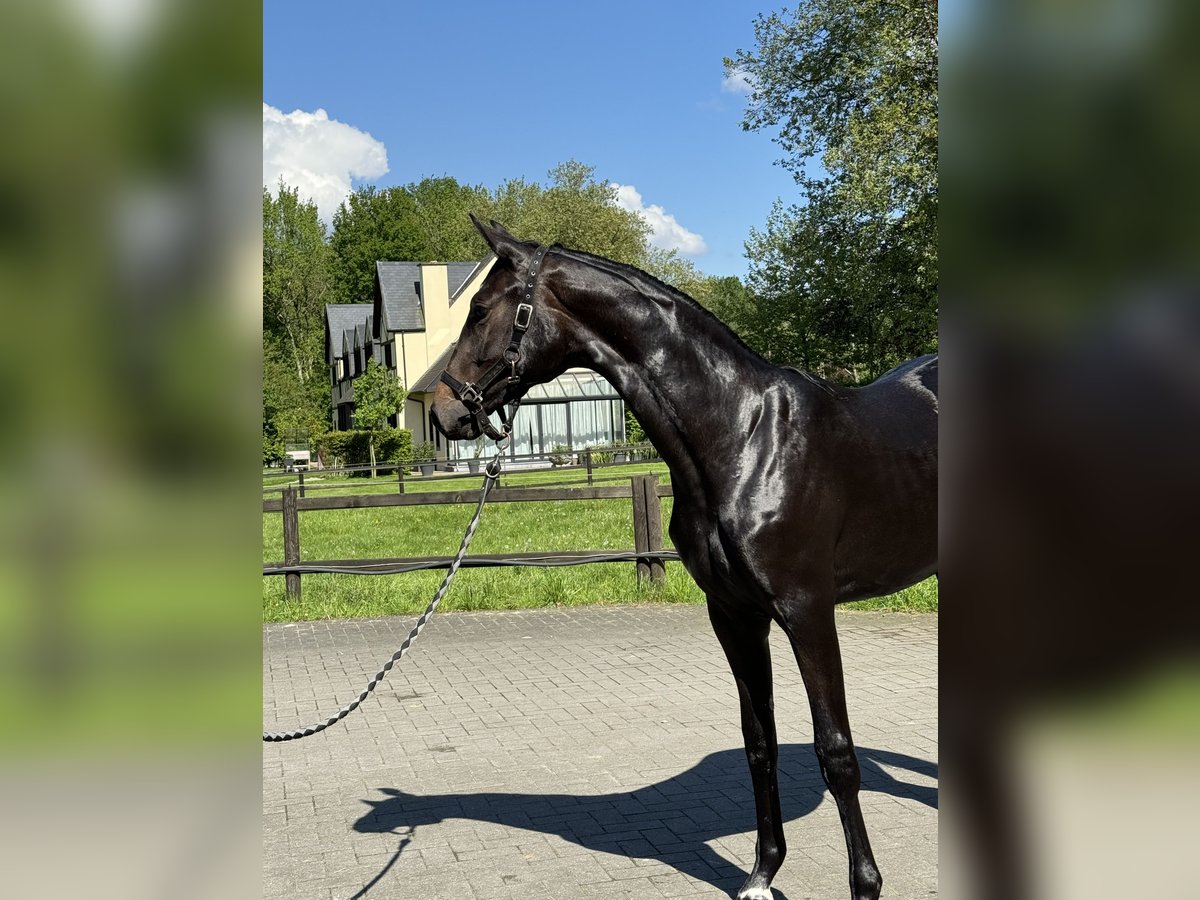 Belgian Sport Horse Mare 2 years 16,2 hh Bay-Dark in Gestel. Berlaar Belgian Sport Horse Mare 2 years 16,2 hh Bay-Dark in Gestel. Berlaar