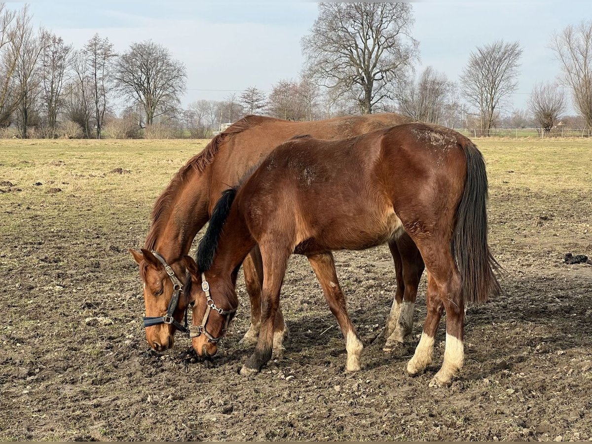 Belgian Sport Horse Mare 2 years Brown in Gdynia