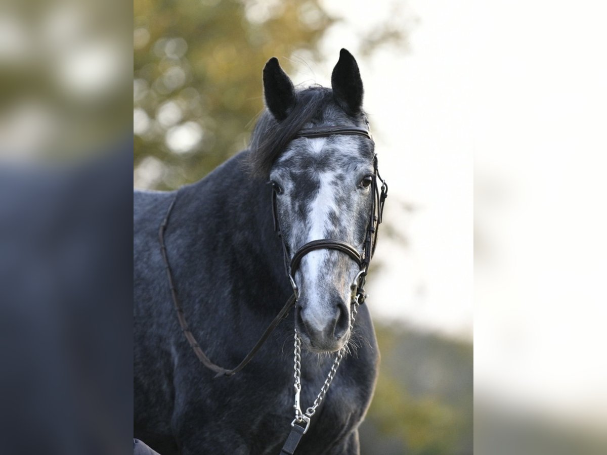 Belgian Sport Horse Mare 4 years 15,3 hh Gray in Pulheim