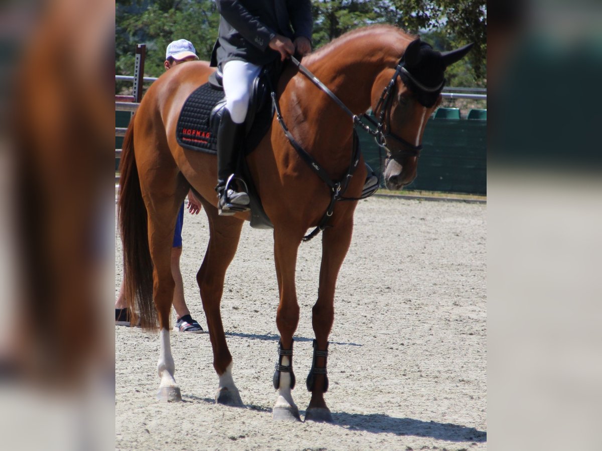 Belgian Sport Horse Mare 4 years 16,1 hh Chestnut in Nagytarcsa