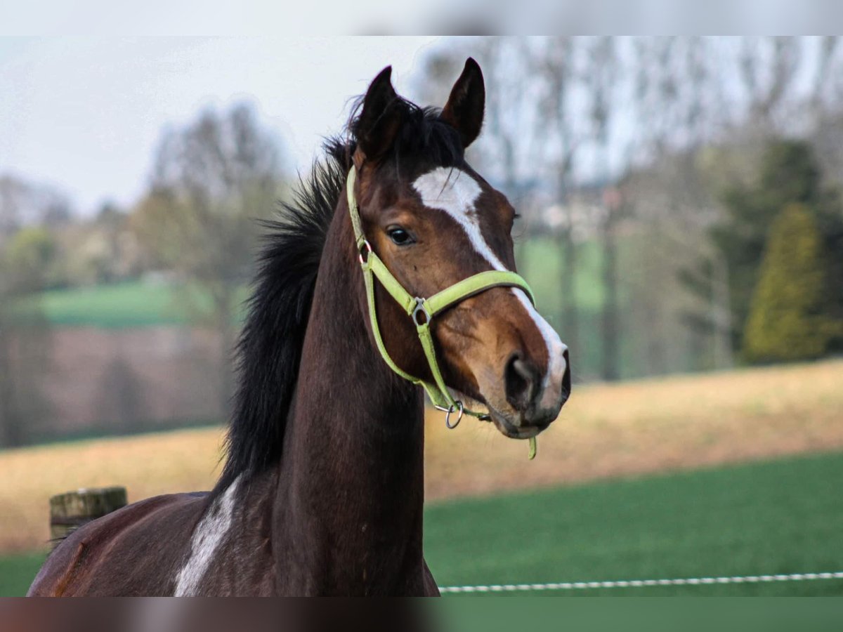 Belgian Sport Horse Mare 4 years 16,2 hh Brown in Zolder