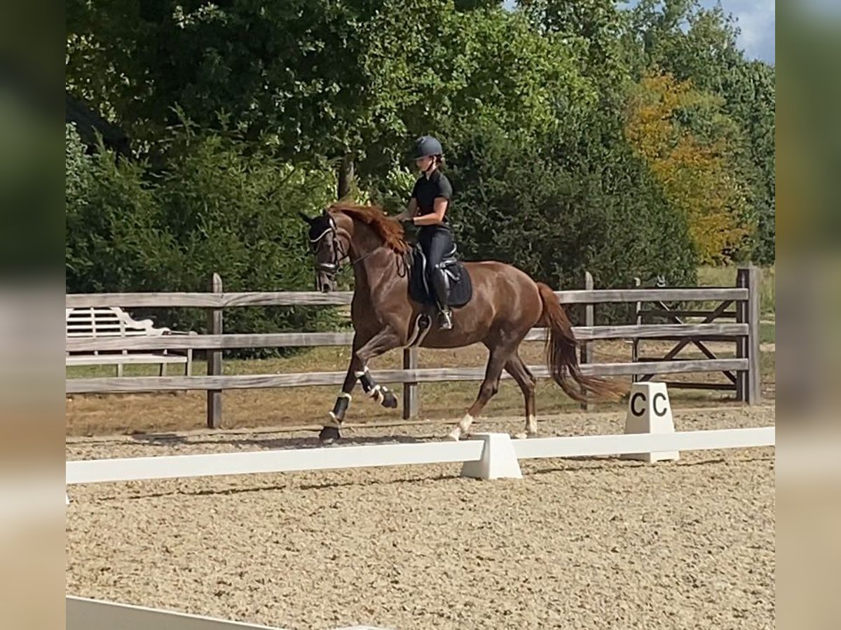 Belgian Sport Horse Mare 4 years 17 hh Chestnut-Red in Gestel Berlaar Belgian Sport Horse Mare 4 years 17 hh Chestnut-Red in Gestel Berlaar