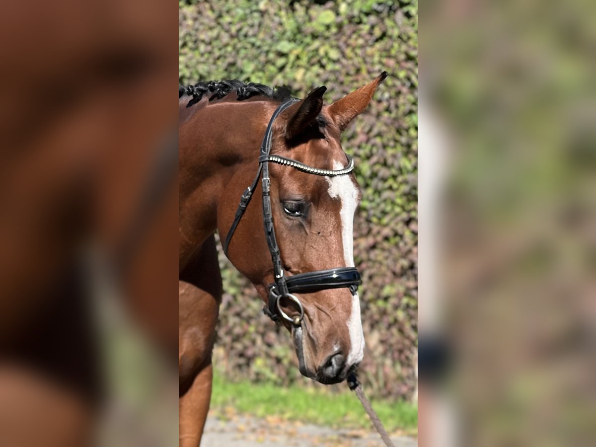 Belgian Sport Horse Mare 5 years 16,1 hh Brown in Reinach AG