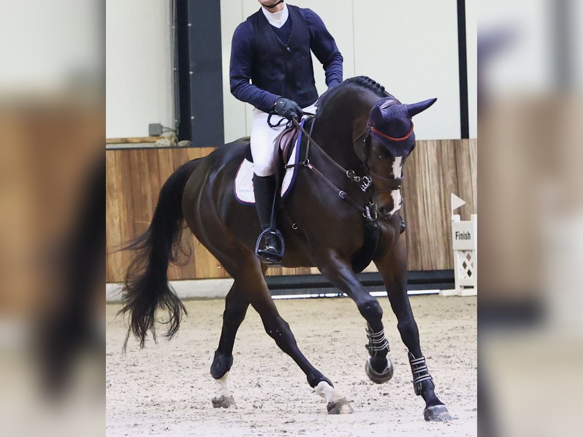 Belgian Sport Horse Mare 5 years 16,2 hh Bay-Dark in Made