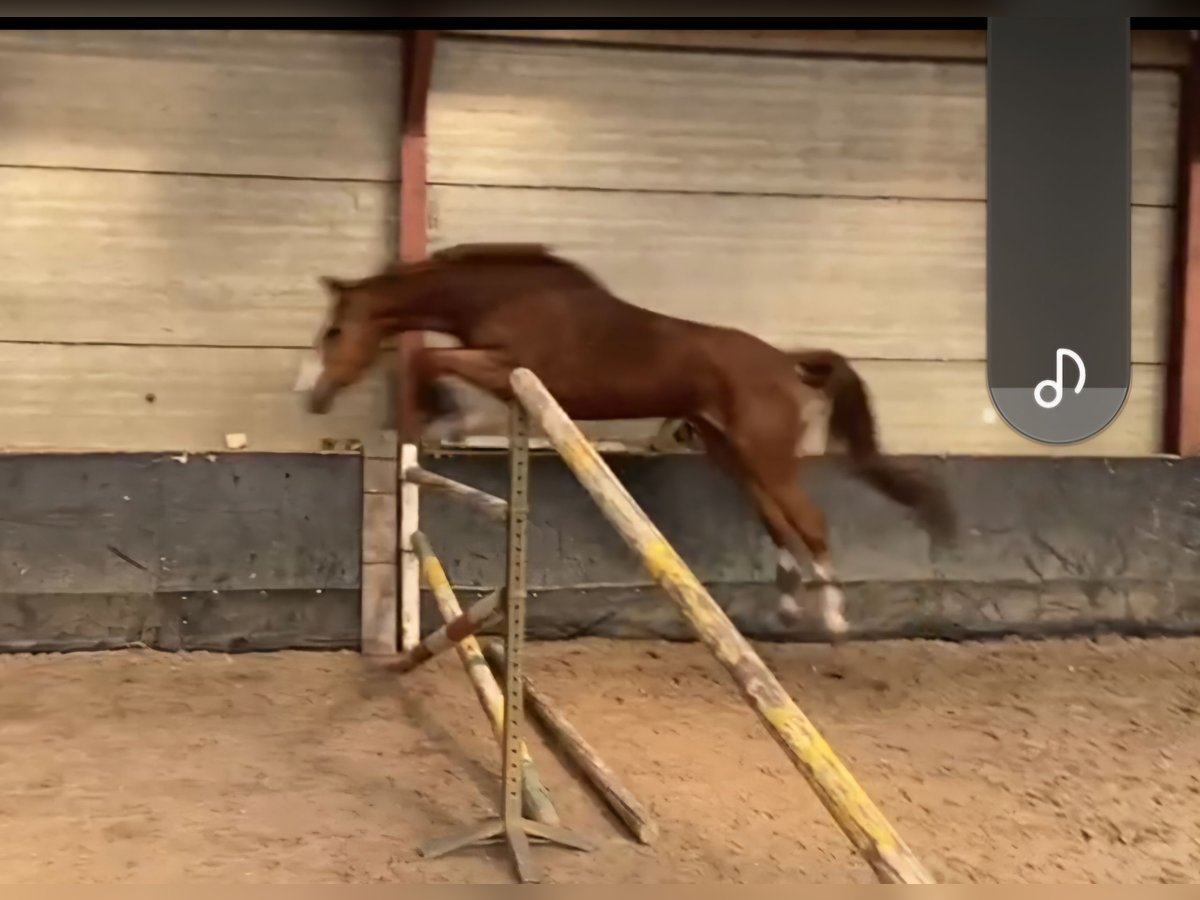 Belgian Sport Horse Mare 5 years Chestnut-Red in Erpe-Mere