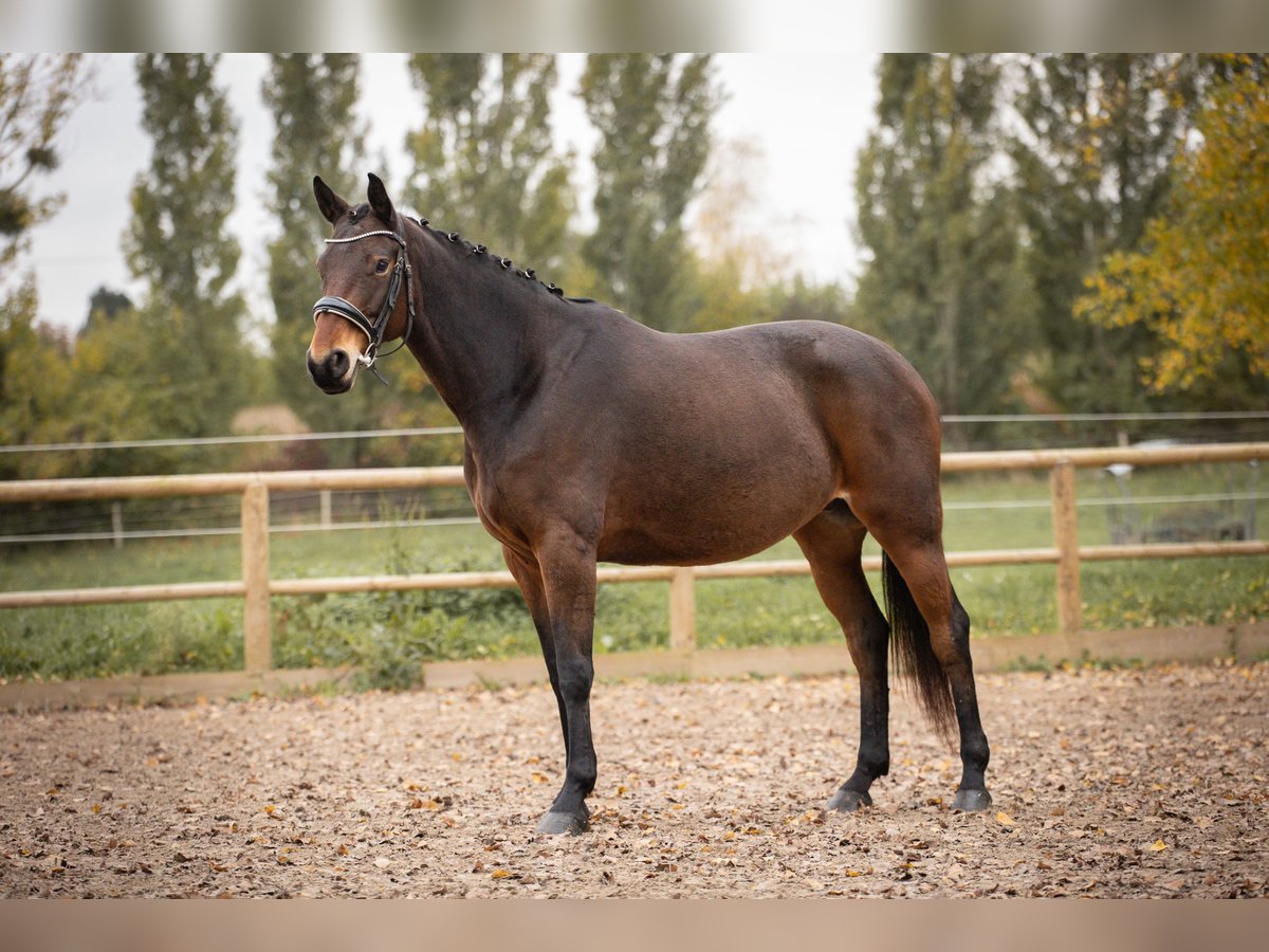 Belgian Sport Horse Mare 7 years 15,2 hh Bay-Dark in Steinbrunn Le Bas