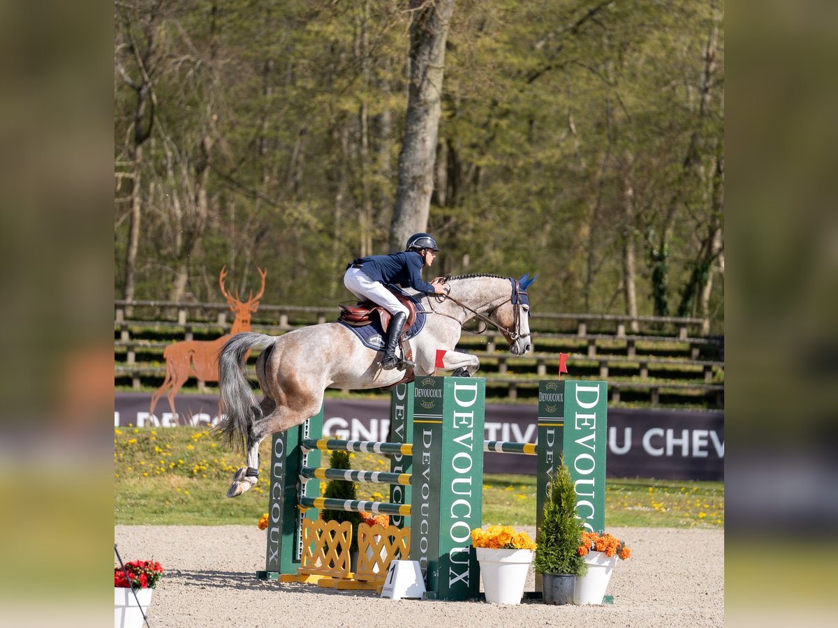 Belgian Sport Horse Mare 7 years Grey in Opglabbeek