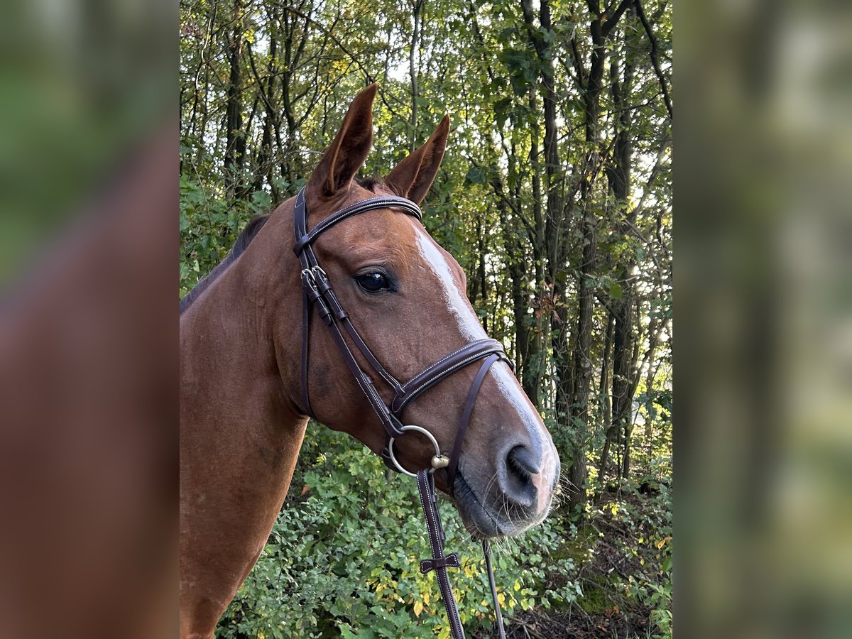 Belgian Sport Horse Mare 8 years 16 hh Chestnut-Red in Neerglabbeek