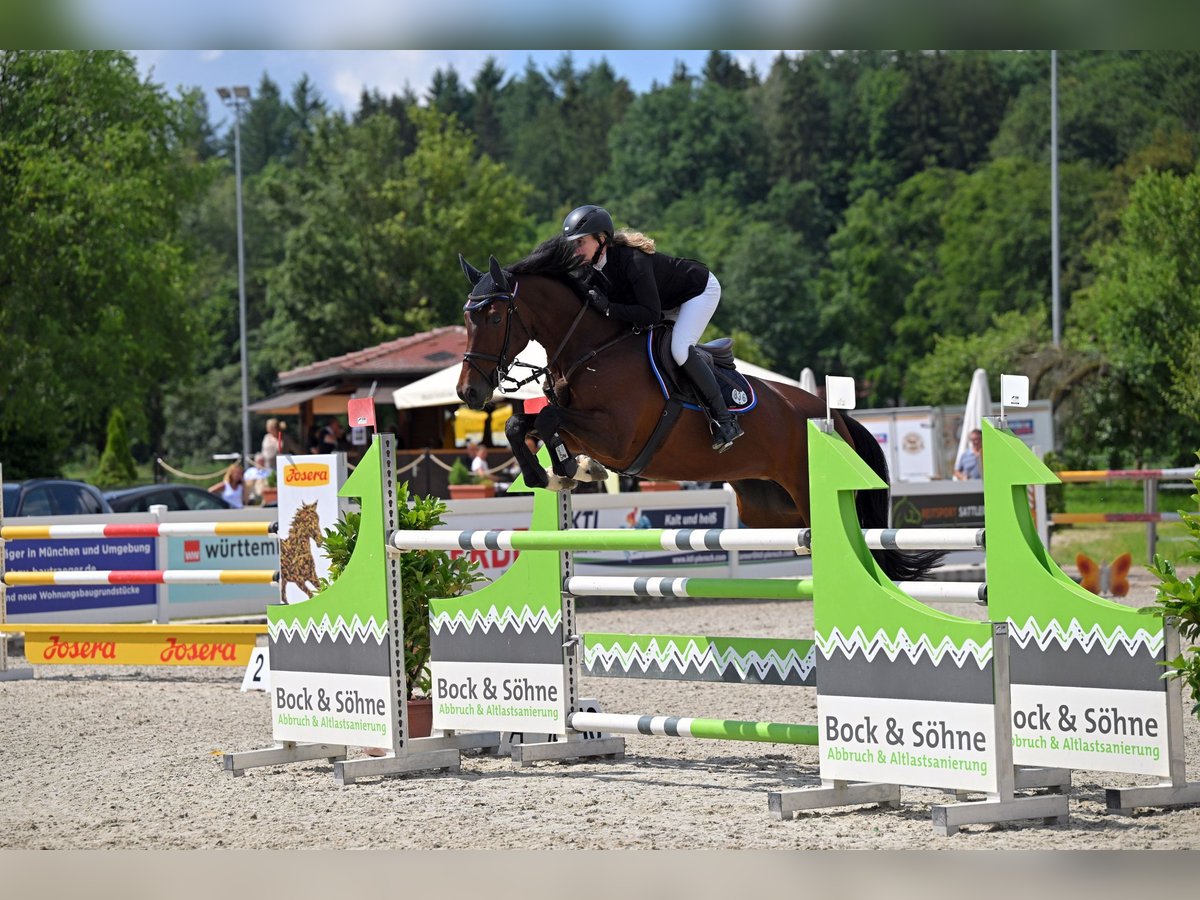 Belgian Sport Horse Mare 8 years 16,1 hh Brown in Babenhausen