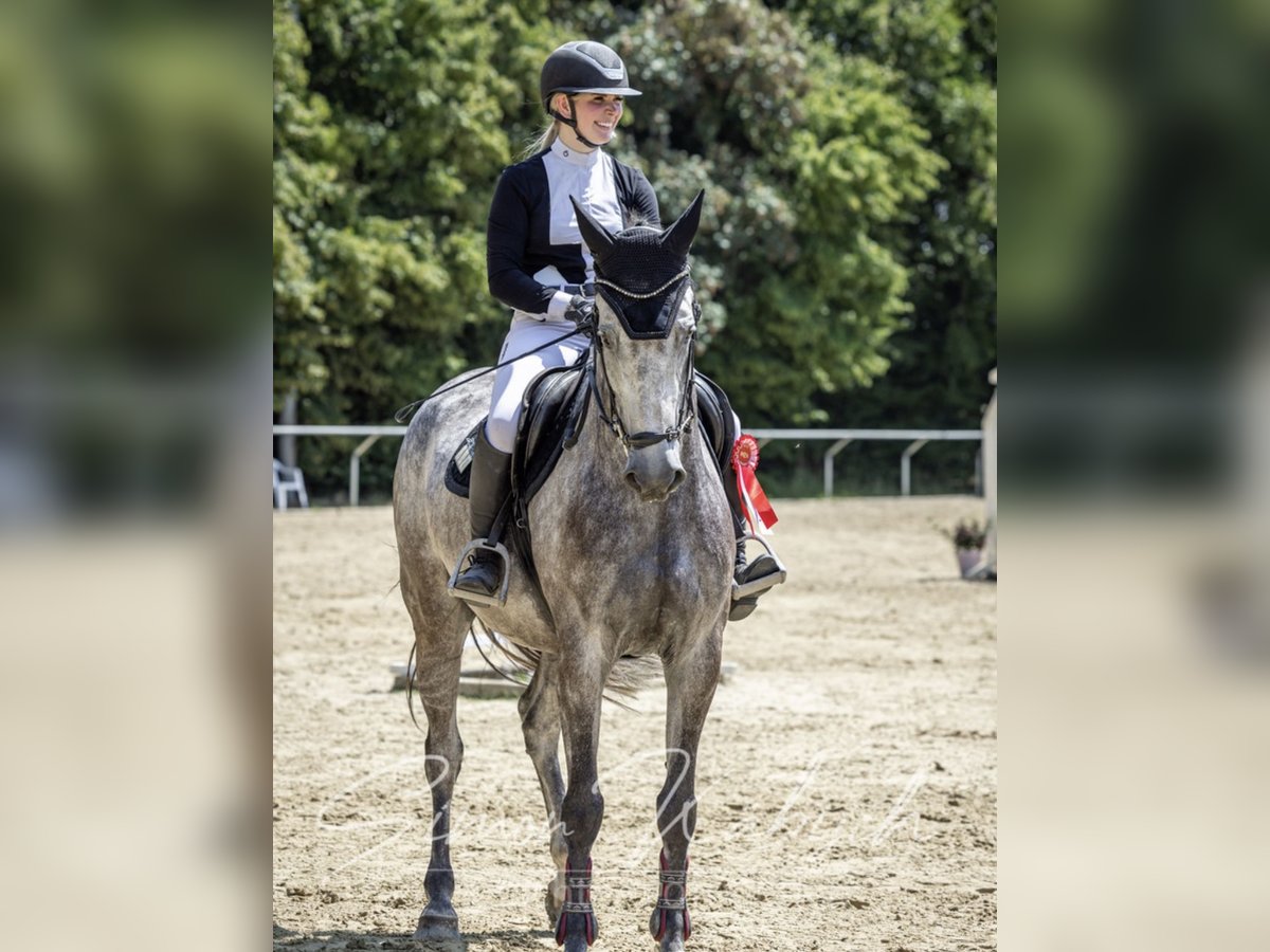 Belgian Sport Horse Mare 8 years 16,1 hh Gray in Langenselbold