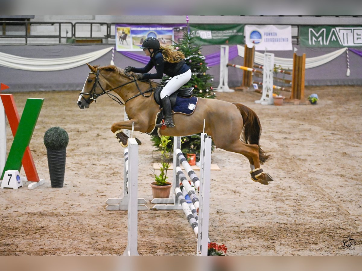 Belgian Sport Horse Mare 9 years 16,1 hh Chestnut in &#x160;TORE