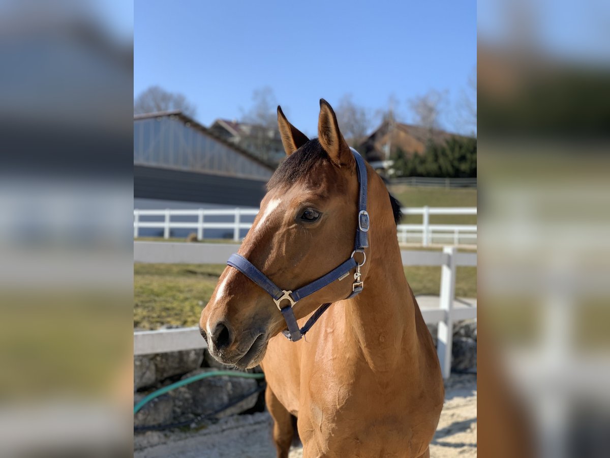 Belgian Sport Horse Mare 9 years 16,3 hh Brown in Jengen