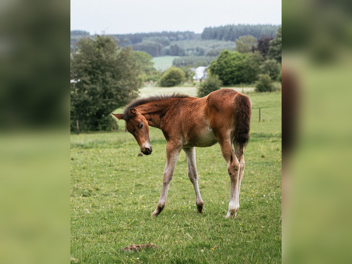 Belgian Sport Horse Mare Foal (04/2024) 16,2 hh Bay-Dark in Nassogne