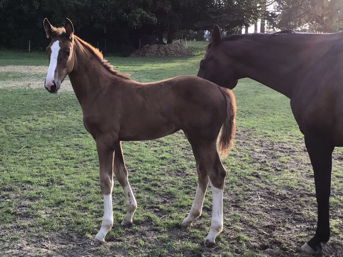 Belgian Sport Horse Mare Foal (05/2025) Chestnut in CHARNEUX/ HERVE