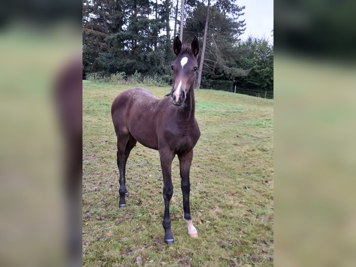 Belgian Sport Horse Mare Foal (06/2024) Smoky-Black in Charneux