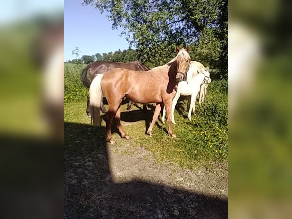 Belgian Sport Horse Mix Stallion 2 years 15,3 hh Palomino in Saint-Priest-Ligoure