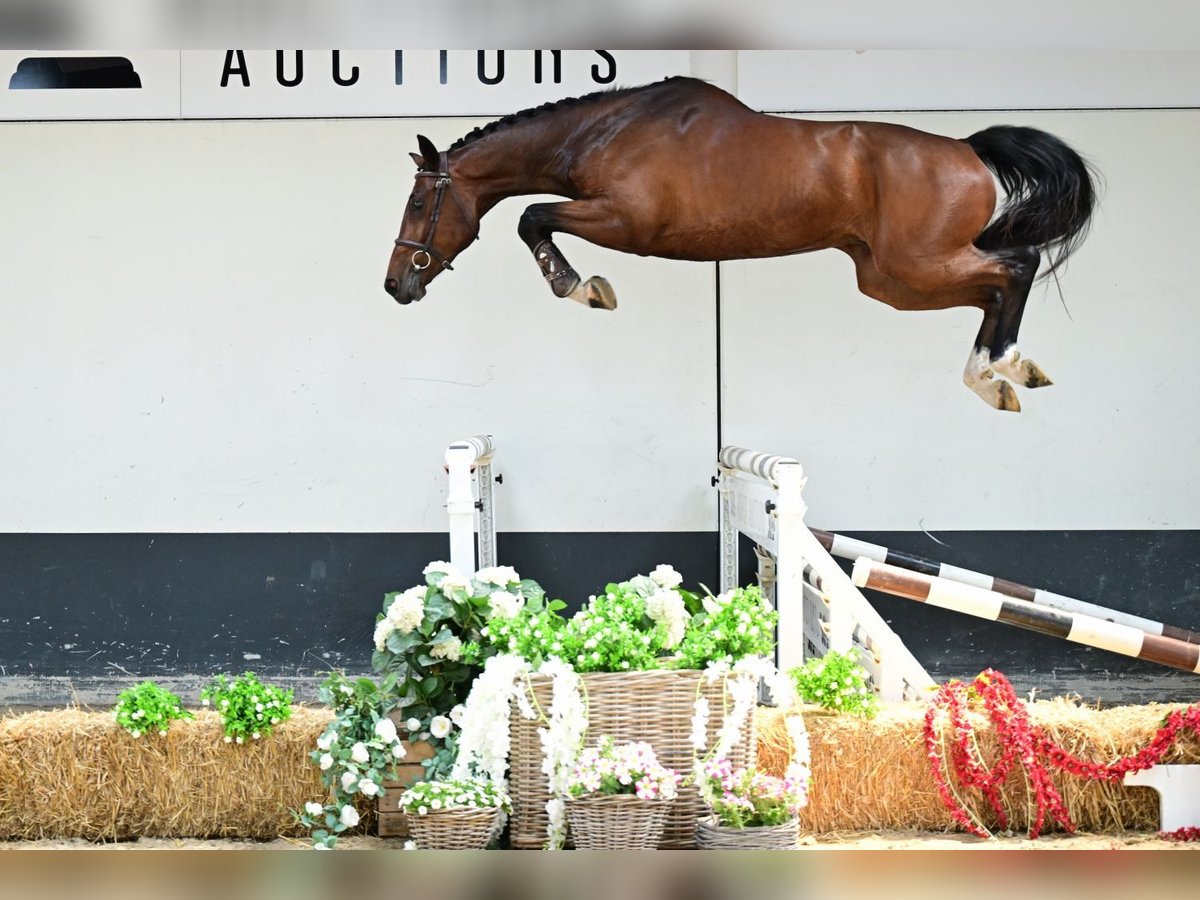 Belgian Sport Horse Stallion 4 years 16 hh Brown in Bladel