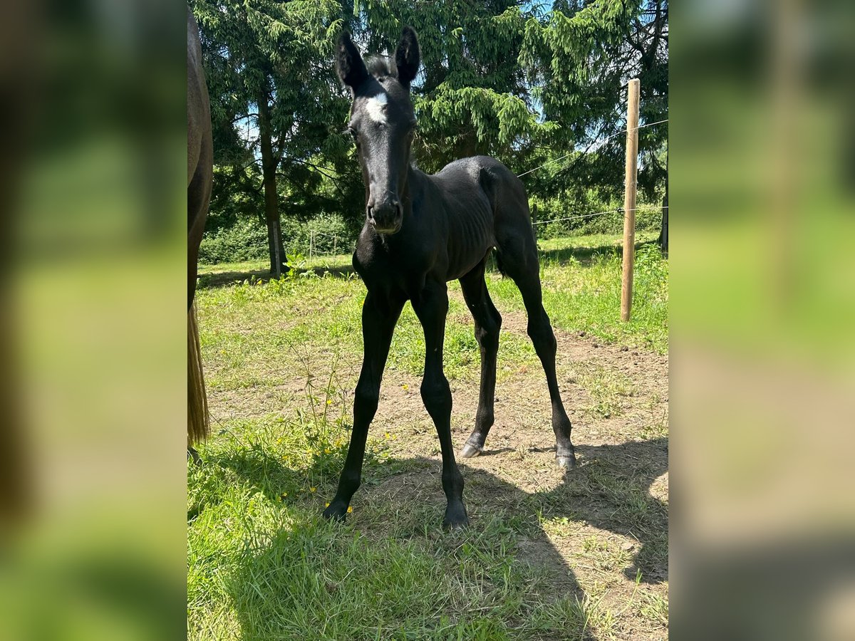 Belgian Sport Horse Stallion  16,2 hh Can be white in Sirault