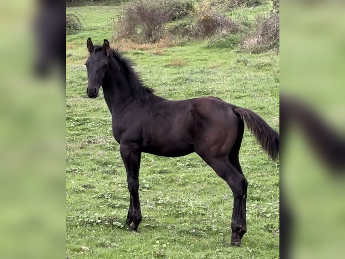 Belgian Sport Horse Stallion Foal (05/2024) 17 hh Black in Moulins