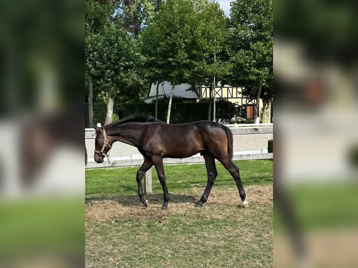 Belgian Sport Horse Stallion Foal (03/2025) Bay-Dark in Gestel