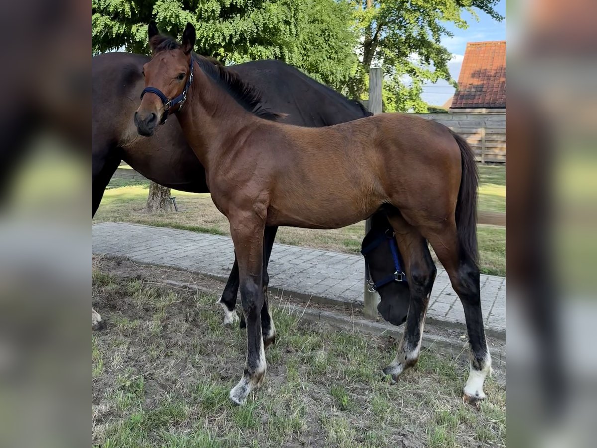 Belgian Sport Horse Stallion Foal (03/2025) Bay-Dark in Sint-Truiden