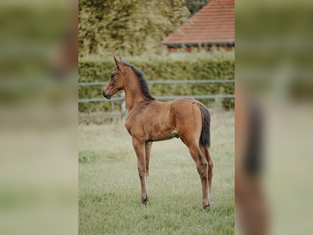 Belgian Sport Horse Stallion Foal (07/2024) Brown-Light in Ranst