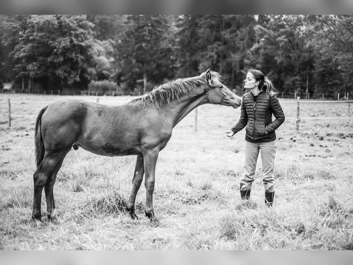 Belgian Sport Horse Stallion Foal (03/2024) Brown in Vielsalm