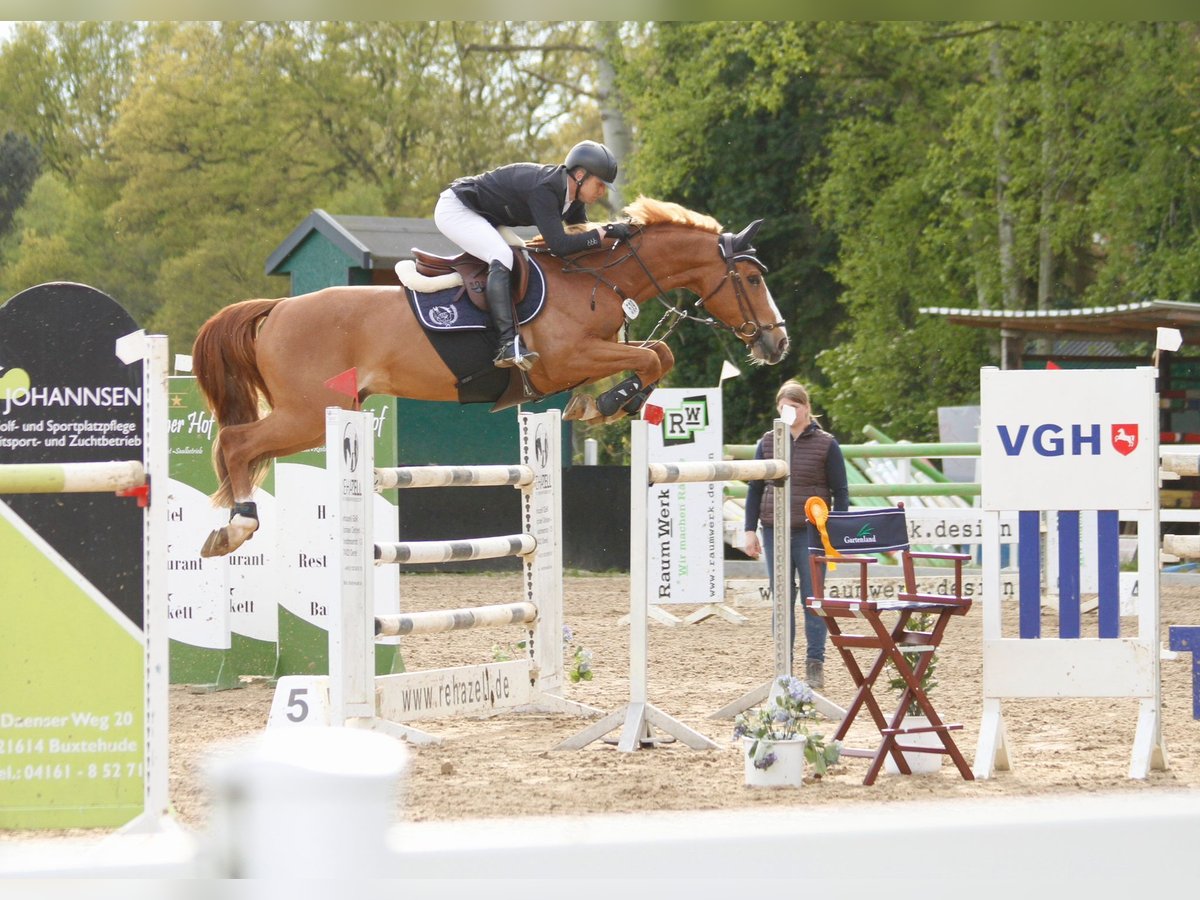 Belgian Warmblood Gelding 10 years 16,1 hh Chestnut-Red in Bremervörde