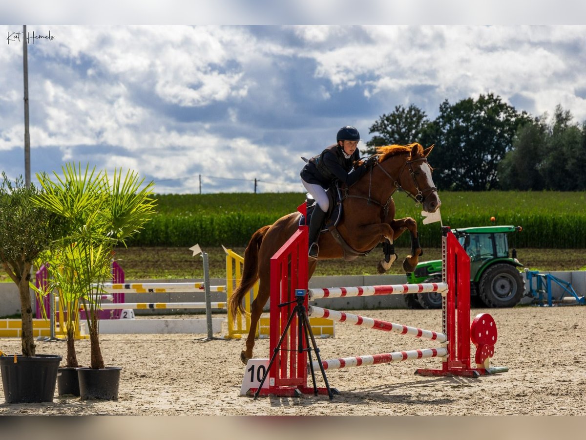 Belgian Warmblood Gelding 10 years 16,1 hh Chestnut-Red in Sint-Pieters-Leeuw