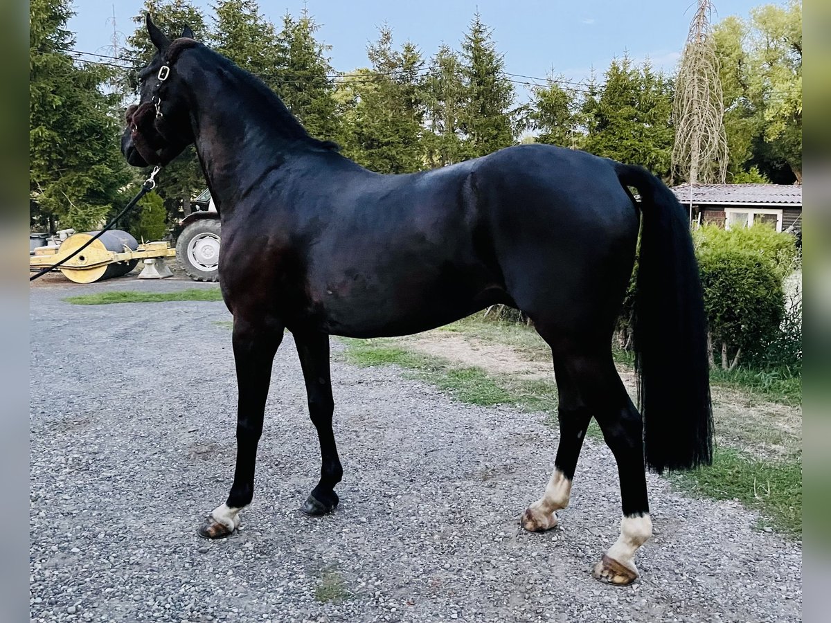 Belgian Warmblood Gelding 10 years 16,2 hh Smoky-Black in Holving