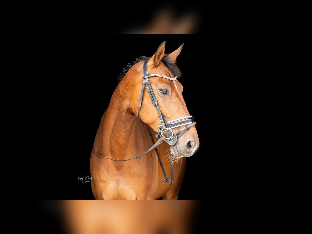 Belgian Warmblood Gelding 10 years 16 hh in Westerlo