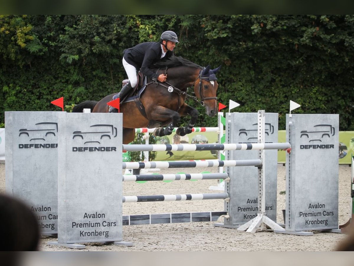 Belgian Warmblood Gelding 11 years 16,2 hh Bay-Dark in Tiefenthal