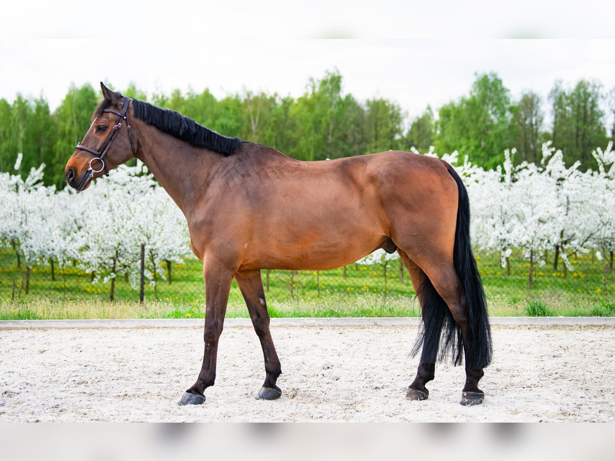 Belgian Warmblood Gelding 11 years 17 hh Brown in Lubstów