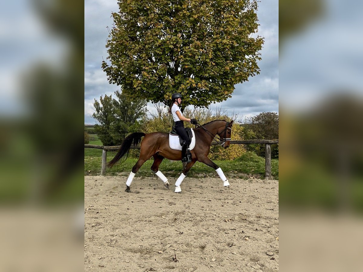 Belgian Warmblood Gelding 12 years 16,1 hh Bay in Budapest