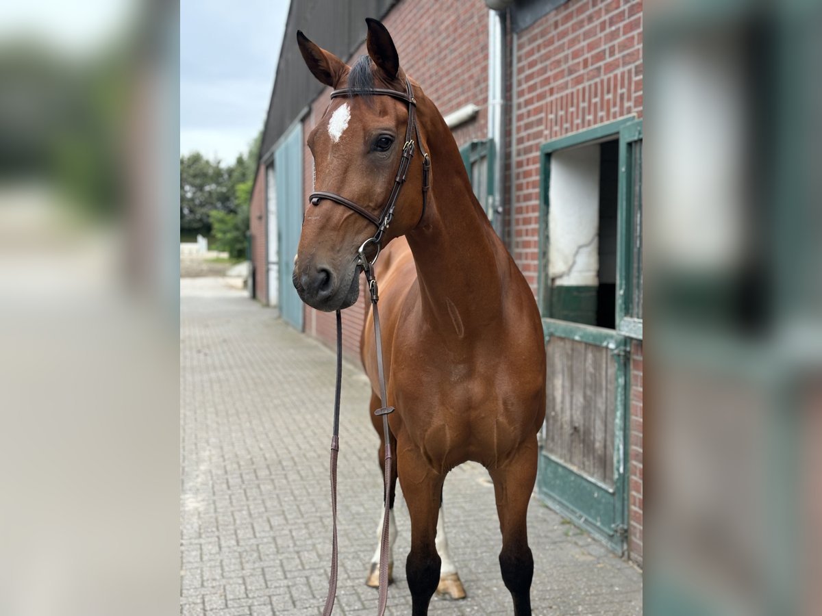 Belgian Warmblood Gelding 12 years 17,1 hh Brown in Nettetal