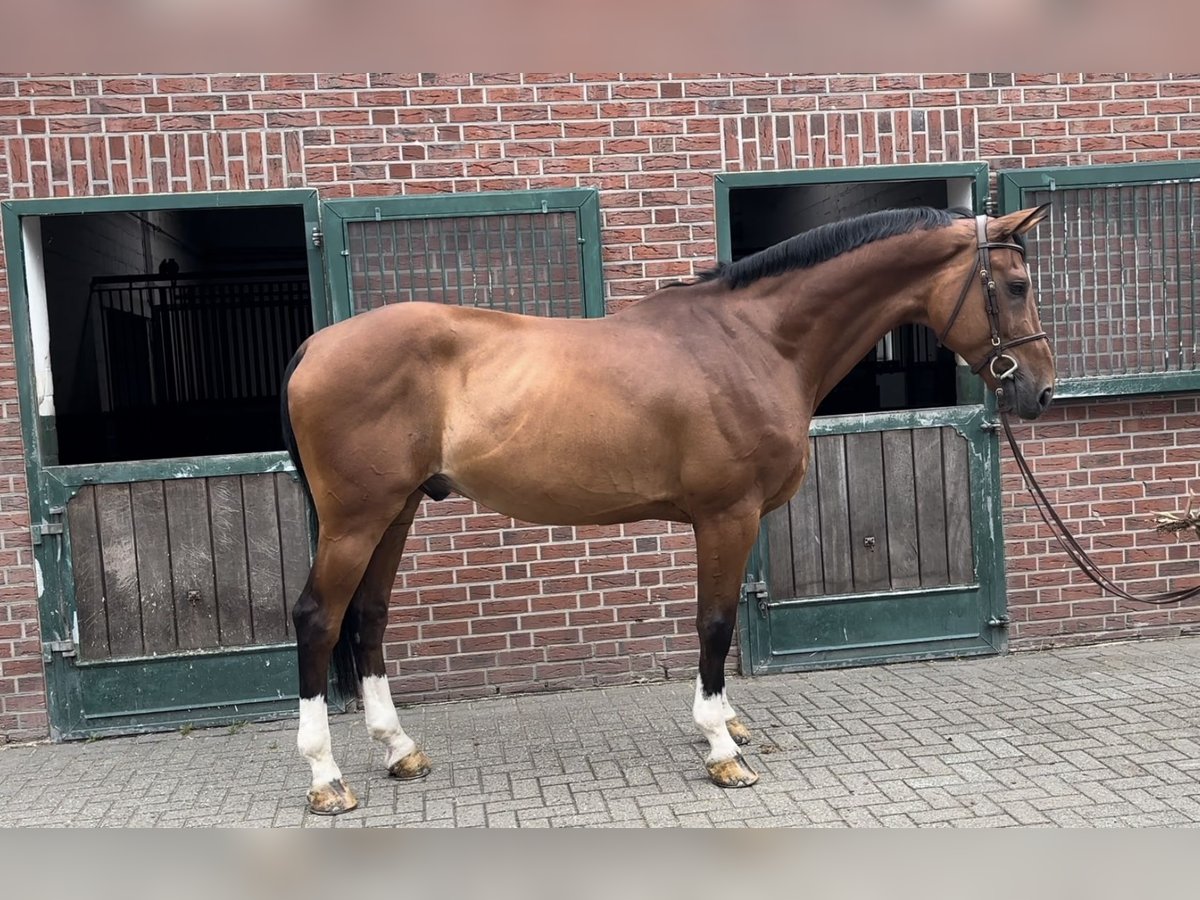 Belgian Warmblood Gelding 12 years 17,1 hh Brown in Nettetal