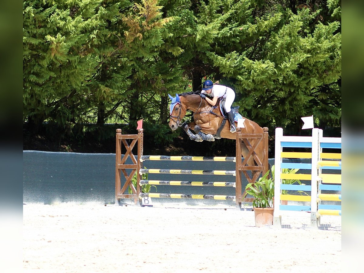 Belgian Warmblood Gelding 12 years 18 hh Brown in Cecina