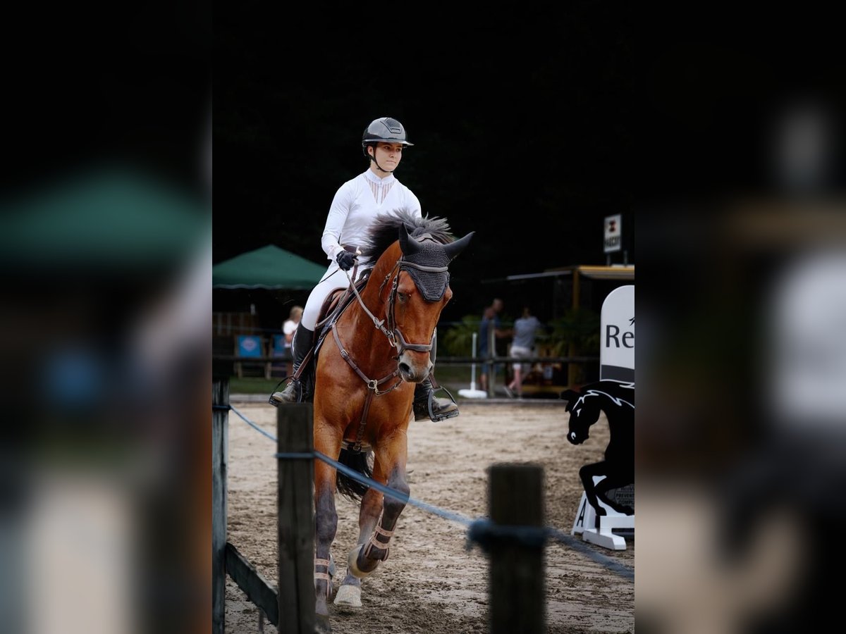 Belgian Warmblood Gelding 13 years 17 hh Bay-Dark in Roggwil BE