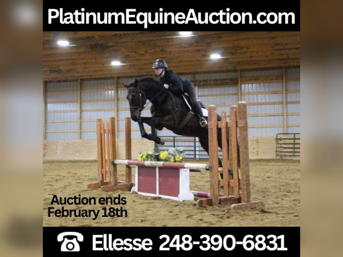 Belgian Warmblood Gelding 13 years Bay in Howell