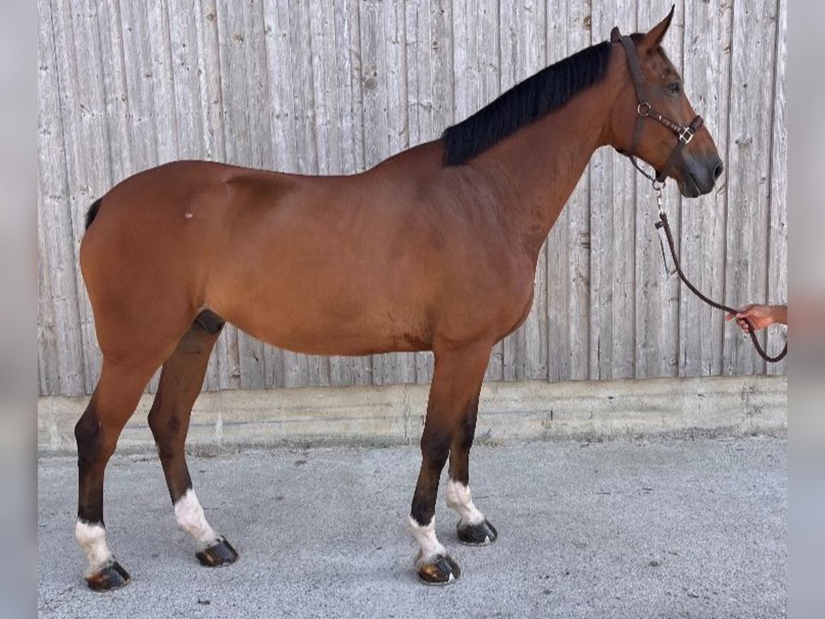 Belgian Warmblood Gelding 14 years 16,2 hh Brown in Caselle Di Sommacampagna