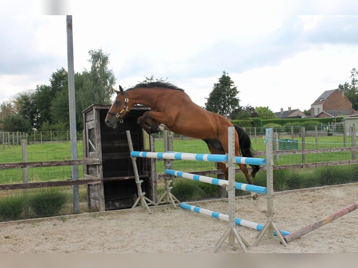 Belgian Warmblood Gelding 14 years 16 hh Brown in Pepingen