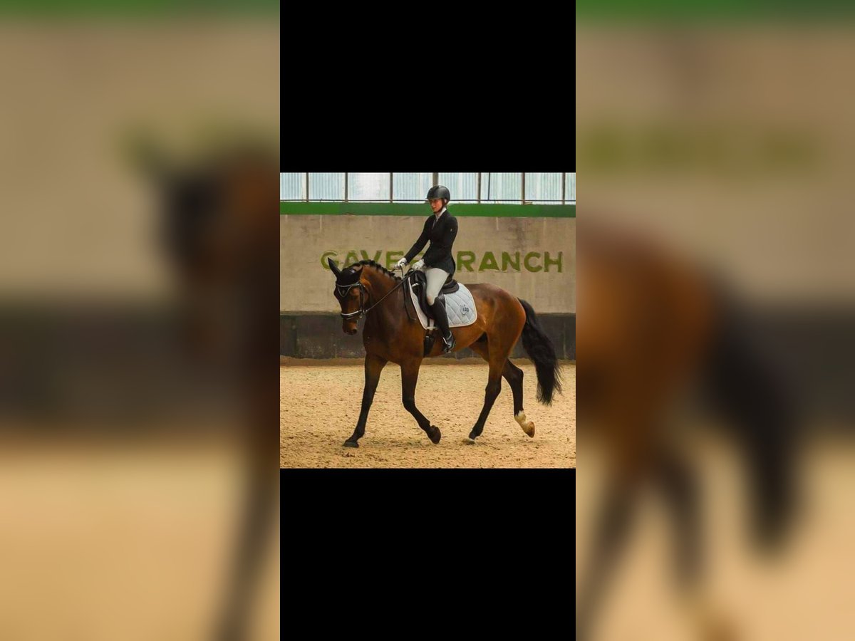 Belgian Warmblood Gelding 14 years 17 hh Brown in Cafaggio