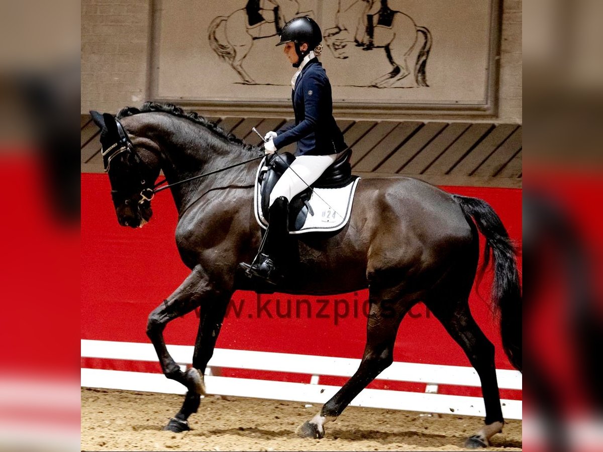 Belgian Warmblood Gelding 14 years in Gossau SG