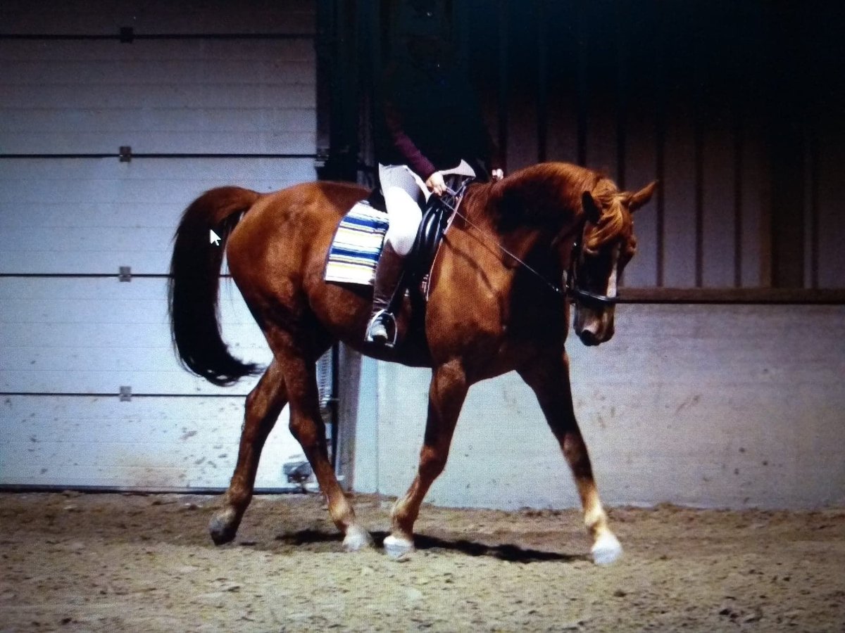 Belgian Warmblood Gelding 15 years 17,3 hh Chestnut-Red in Wervik