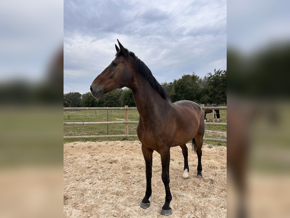 Belgian Warmblood Gelding 16 years 17,1 hh Bay-Dark in Chevry