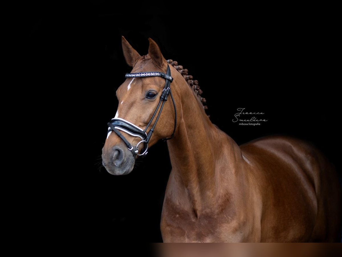 Belgian Warmblood Gelding 17 years 16,3 hh Sorrel in Brecht