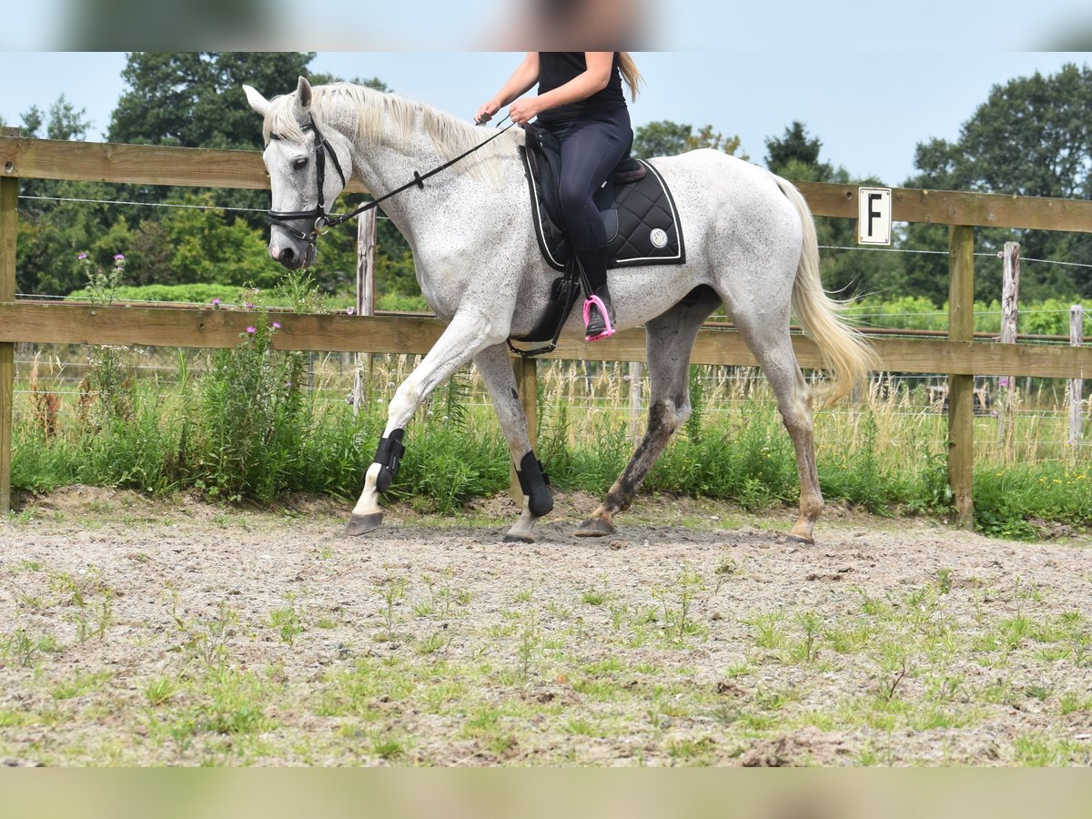 Belgian Warmblood Gelding 21 years 16,1 hh Gray in Achtmaal