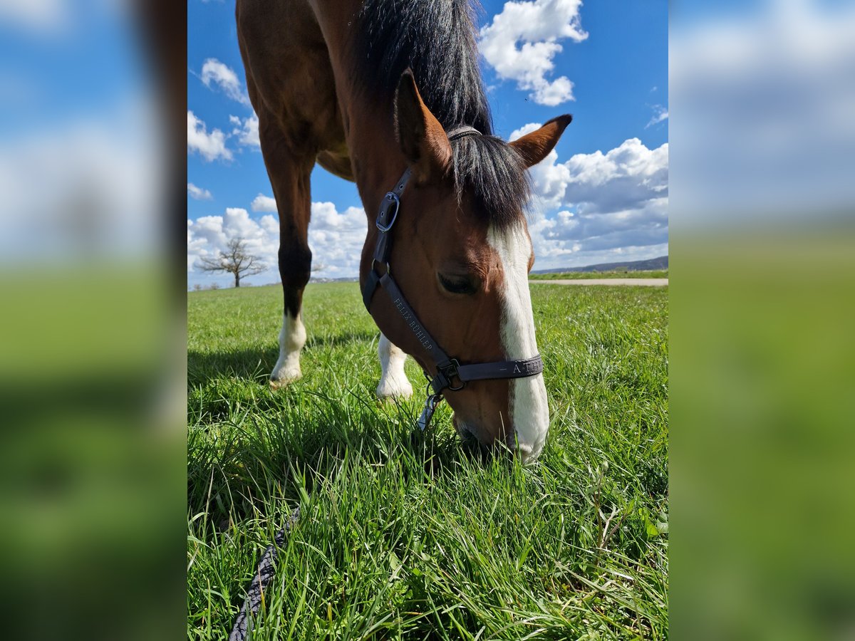 Belgian Warmblood Gelding 21 years 16,3 hh Brown in Leonberg